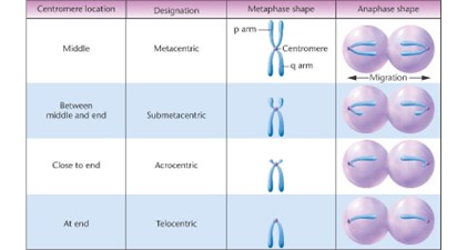 <p><span>Between middle and end (off center) centromere location</span></p>