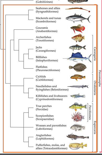 <p>Clade of more derived Acanthopterygians</p><ul><li><p>All Acanthopterygians except for Trachichthyiformes, Holocentriformes, Batrachoidiformes, and Gobiiformes</p></li></ul><p></p>