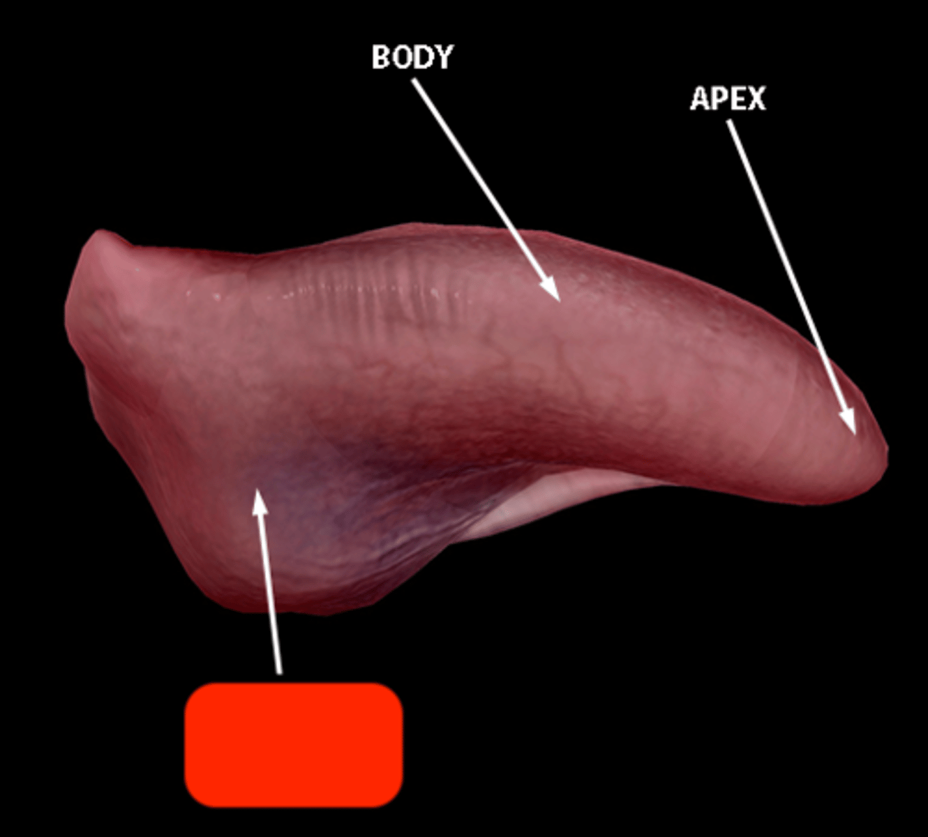 <p>Black line under tongue</p>