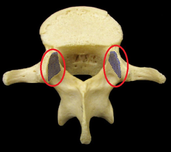 <p>area where the bones are joined to each other</p>