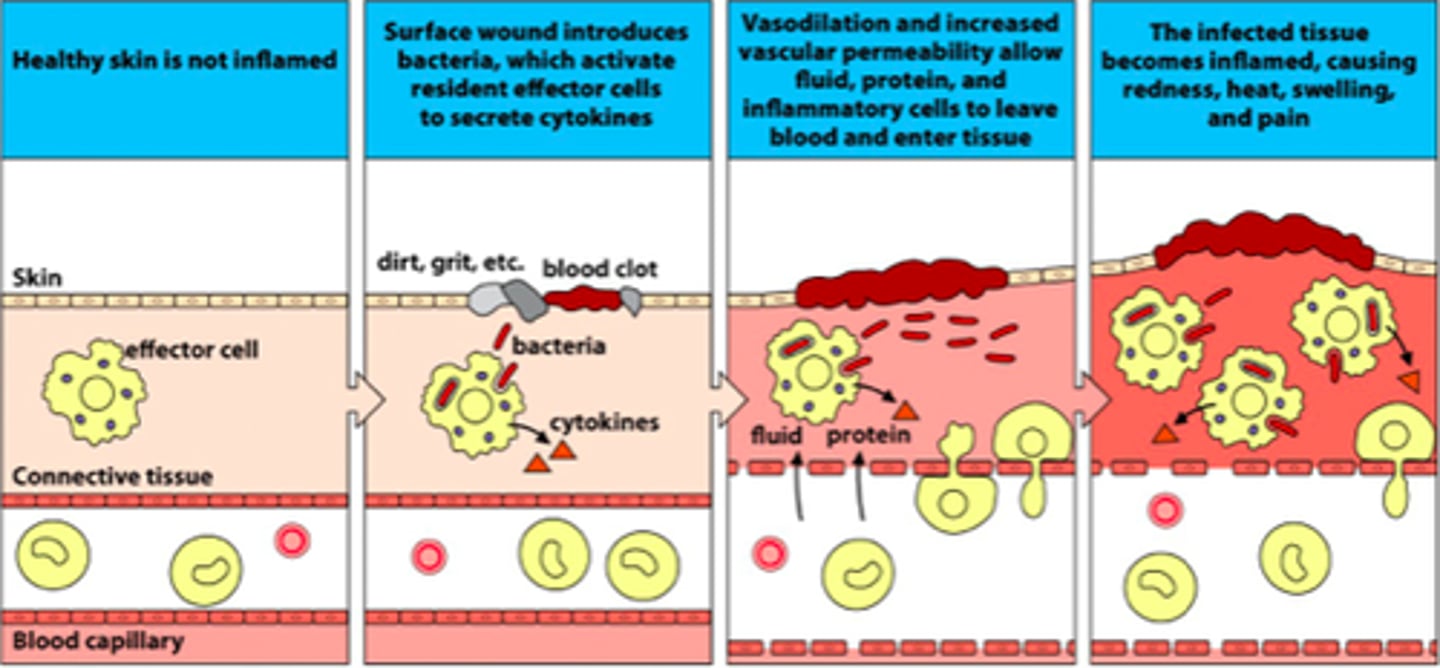 <p>These cells in the innate immune response system secrete chemokines to attrack other immune cells to the site of the wound</p>