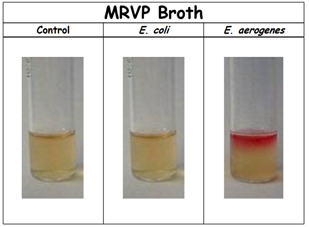 <p>control: no color change (-). Organism does not perform a 2,3-butanediol fermentation (acetoin was not produced or not detectable)</p><p>E. coli: no color change (-). Organism does not perform a 2,3-butanediol fermentation (acetoin was not produced or not detectable).</p><p>E. aerogenes: red (+). Organism performs a 2,3-butanediol fermentation (acetoin was produced)</p>
