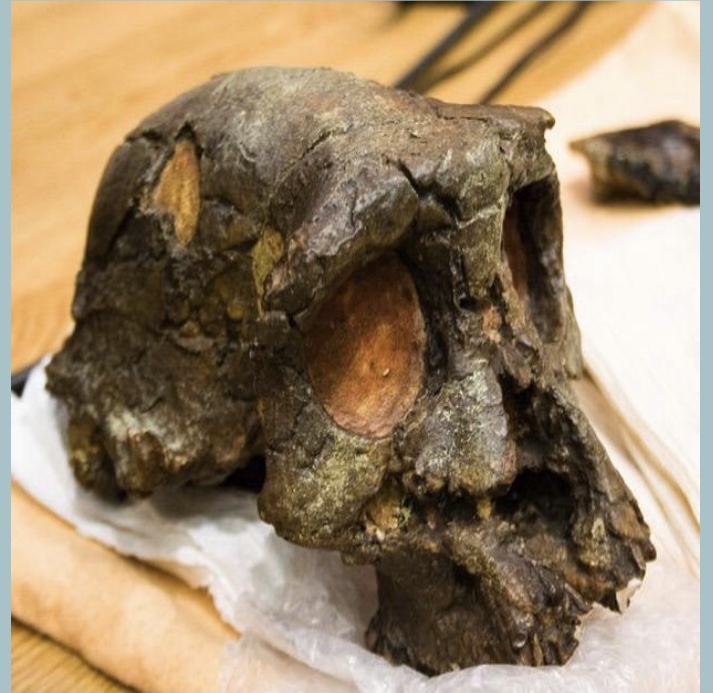 <p><span style="color: rgb(0, 0, 0)">Sahelanthropus tchadensis</span></p>