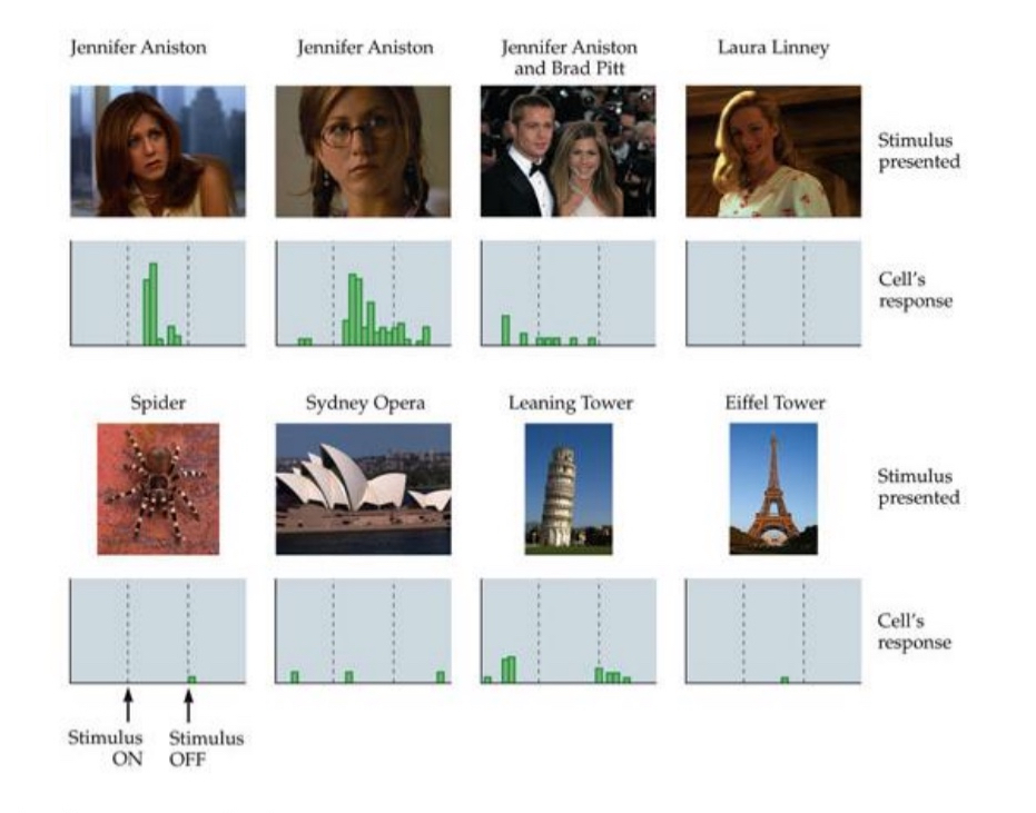<ul><li><p>Cells that identify faces</p></li><li><p>Showed monkey picture of faces and objects and saw the response of the neurons action potentials</p></li><li><p>Cells recognize parts of face like nose or eye (like the fire extinguisher)</p></li></ul><p></p>