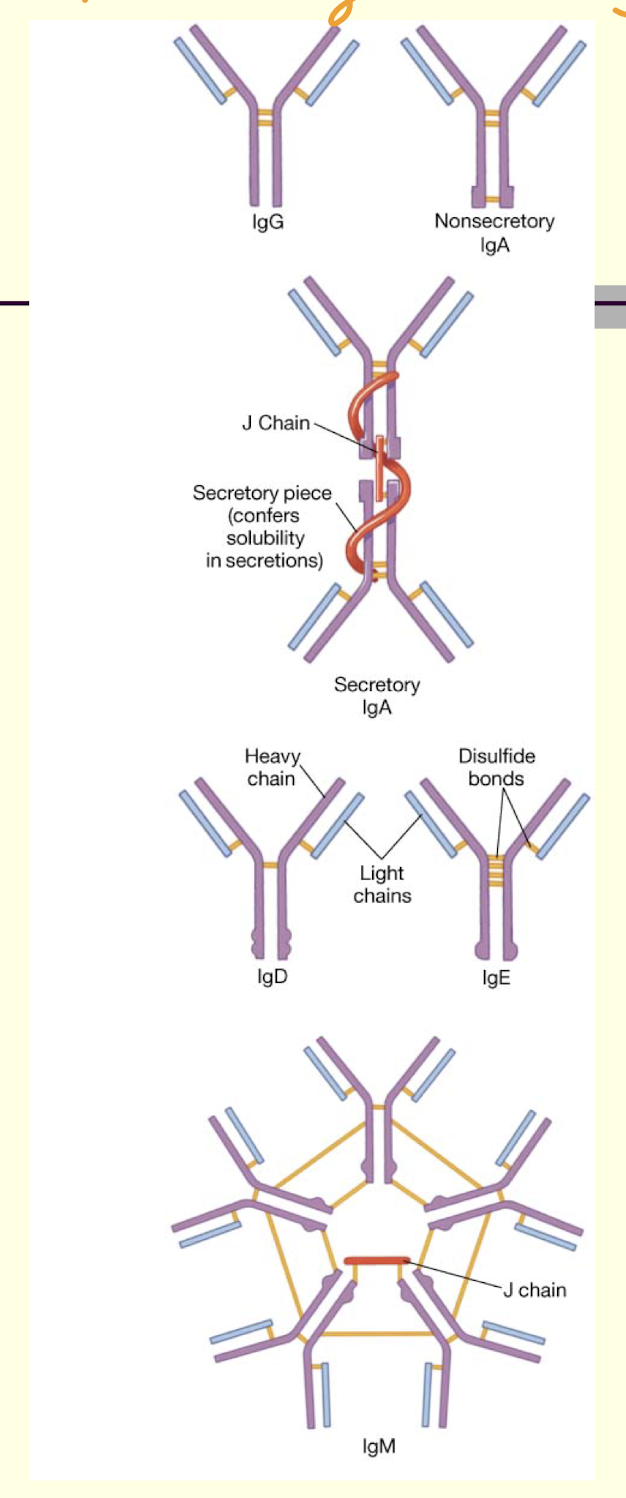 <ul><li><p>immunoglobulins (Ig)</p></li><li><p>soluble proteins</p></li><li><p>found in serum (plasma) and some other body fluids (milk, gastric secretions, mucus)</p></li><li><p>antiserum</p></li><li><p>5 classes</p></li></ul><p></p>