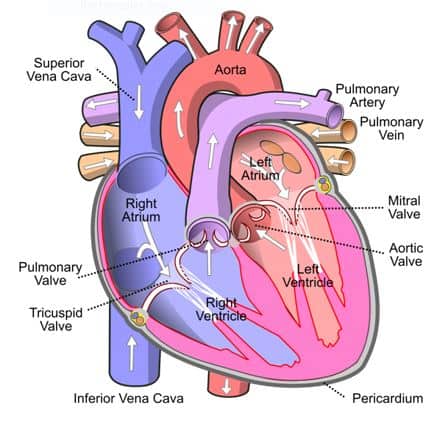 <p><span style="color: rgb(43, 49, 80)">Which blood vessel delivers blood directly into the right atrium?</span></p><p><span style="color: rgb(43, 49, 80)">*The largest vein, the</span><strong> vena cava</strong><span style="color: rgb(43, 49, 80)">, dumps deoxygenated blood directly back into the heart at the right atrium</span></p><p><strong>Aorta </strong><span>is the largest artery and carries oxygenated blood from the left ventricle to the rest of the body. It does not deliver blood to the right atrium.</span></p><p style="text-align: left"><strong>Brachial artery </strong><span>is a major blood vessel of the arm, delivering oxygenated blood to the arm and hand. It has no connection to the right atrium.</span></p><p style="text-align: left"><strong>Coronary arteries</strong><span> supply oxygenated blood to the heart muscle itself, not to the right atrium*</span></p>
