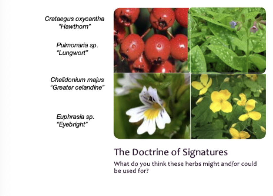 <p>What does the 'doctrine of signatures' signify?</p>