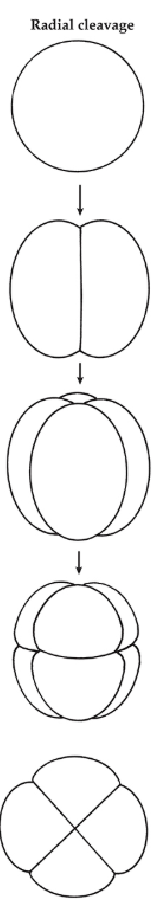 <p>Strictly longitudinal and transverse divisions, blastomeres arranged in rows either perpendicular or parallel to the A-V axis</p>