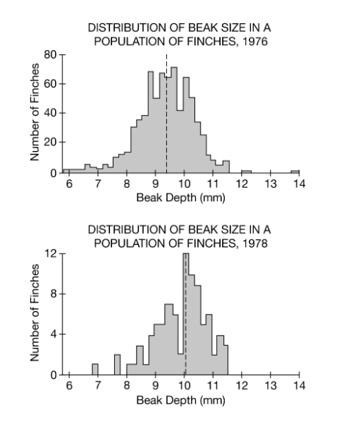 <p>The graphs above show the population size and distribution of beak sizes in a finch population on the island of Daphne Major in the Galapagos in 1976 and 1978. Smaller-beaked finches are better suited for eating grasses and small seeds. Larger-beaked finches are better suited for cracking larger seeds and nuts. In 1977 a drought took place and the vegetation of the island was affected by the lack of rain.</p><p class="stem_paragraph">Which of the following was the number of finches in the population with a beak size of 10.2 mm in 1978?</p><p></p><p>A) 8</p><p>B) 12</p><p>C) 40</p><p>D) 65</p>