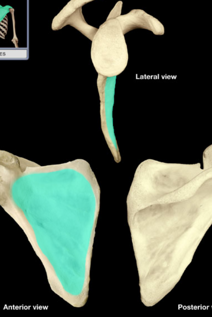 <p>what part of the scapula is highlighted</p>