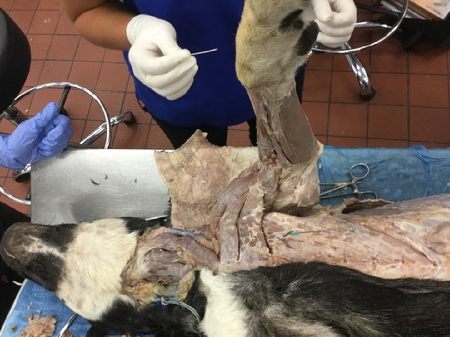 <p>What muscle is this?</p><p>Origin?</p><p>Insertion?</p><p>Function?</p><p>Innervation?</p>