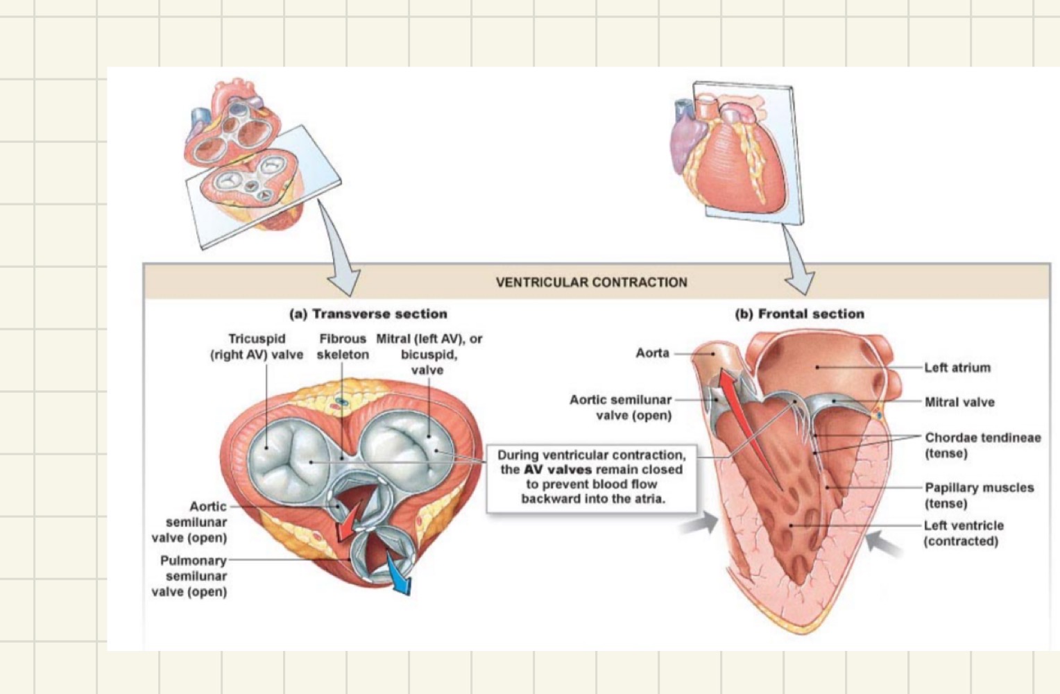 <p>prevents blood from flowing backwards from the ventricles into the atria during ventricular contraction</p>
