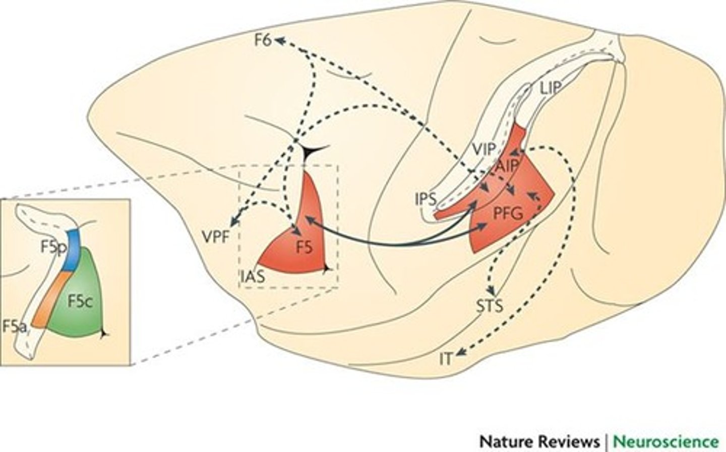 <p>The IPL is linked with the MNS and is involved in understanding intentions through context-dependent action encoding.</p>