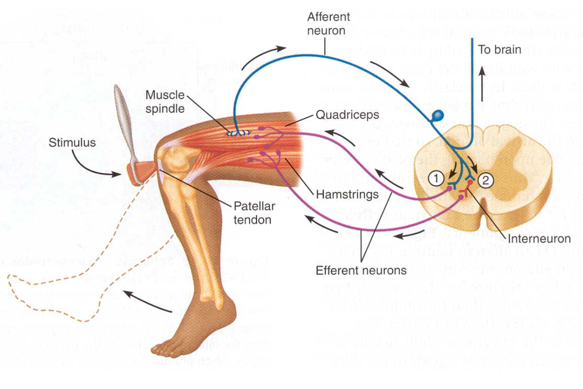 <p>→ spinal cord reflex</p><p>→ monosynaptic (true for stretch reflexes)</p><p>→ unisegmental</p><p>→ ipsilateral (all on one side)</p><p>→ reciprocal innervation (opposing muscle groups)</p><p>→ contraction opposite to the stretch initiator</p>