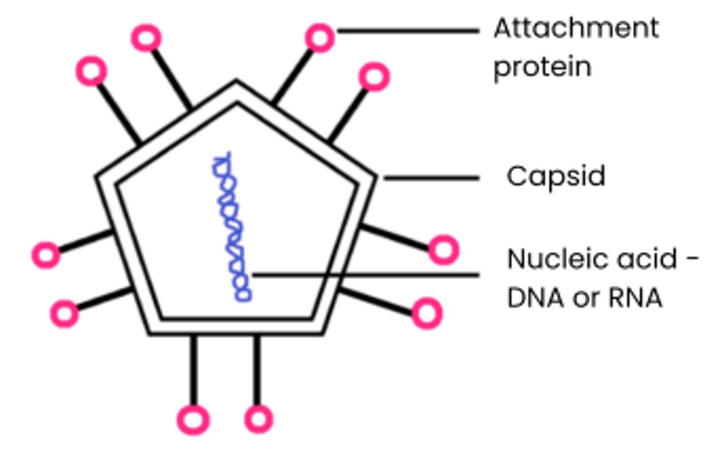 <p>1. Nucleic acids surrounded by a capsid</p><p>(protein coat)</p><p>2. Attachment proteins allow attachment</p><p>to specific host cells</p><p>3. No cytoplasm, ribosomes, cell wall, cell-surface membrane etc.</p><p>4. Some also surrounded by a lipid envelope eg. HIV</p>