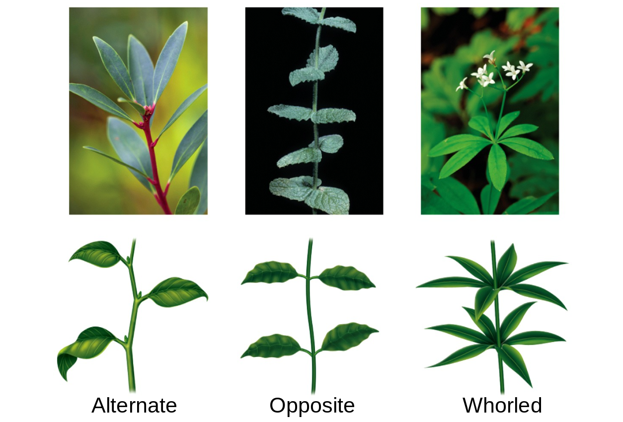 <ul><li><p>early vascular plants lost their apical meristems on their side branches and flattened into a single plain </p><ul><li><p>the development of new meristems allowed tissues to form between these side branches, this led to leaves</p></li></ul></li></ul>