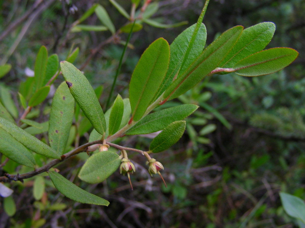 <p>bronze dots all over the leaf</p>