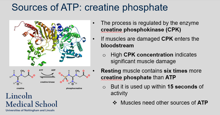 <p>Creatine phosphate plays a critical role in muscle contraction by donating a phosphate group to ADP to form ATP, which is used to power the sliding filament mechanism. The process is regulated by the enzyme creatine phosphokinase (CPK), which facilitates the transfer of phosphate from creatine phosphate to ADP. If muscles are damaged, CPK enters the bloodstream, and high CPK concentration indicates significant muscle damage. Resting muscle contains six times more creatine phosphate than ATP, but it is used up within 15 seconds of activity, and muscles need other sources of ATP, including oxidative phosphorylation (aerobic metabolism) and glycolysis.</p>