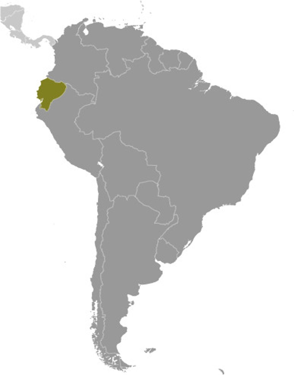 <p>Ecuadorian</p>