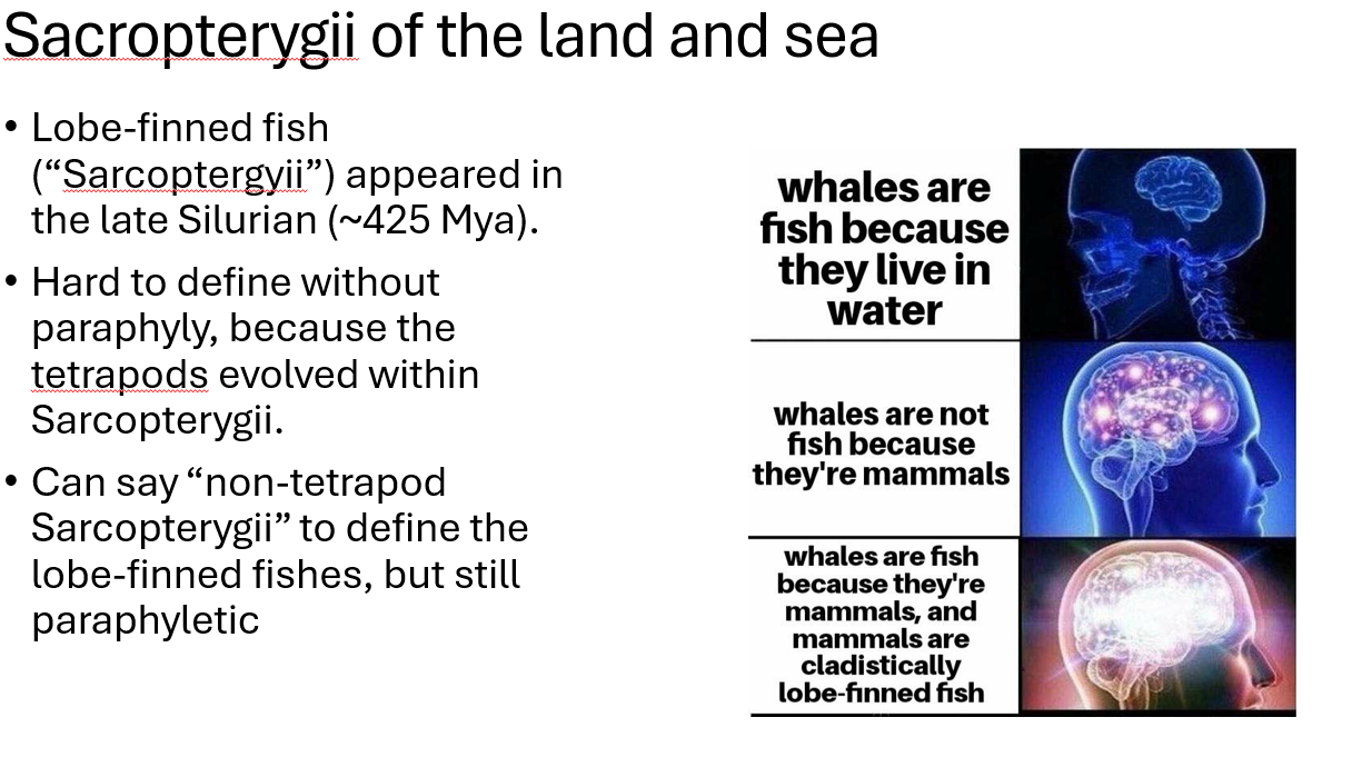 <p><span>Sarcoptergyii; late Silurian (~425 Mya)</span></p>