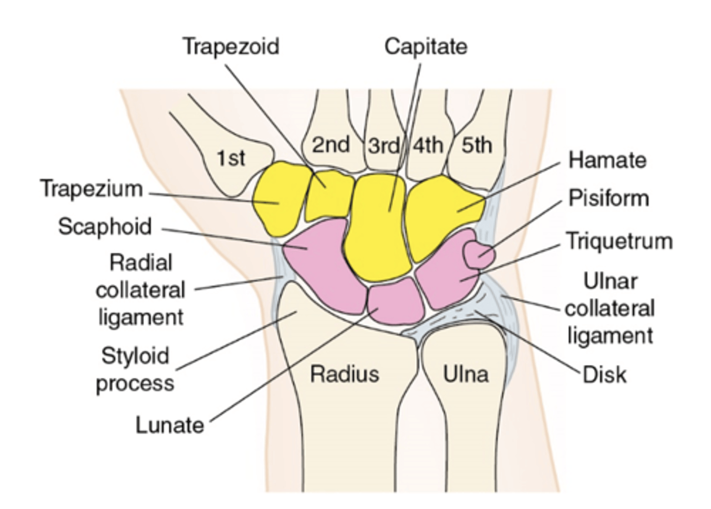 <p>scaphoid, lunate, triquetrum, pisiform</p>