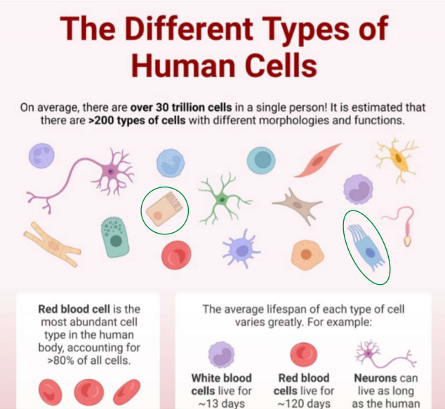 <ol><li><p>Red blood cell</p></li></ol><p></p>