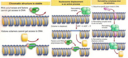 <p><span><span>En écartant les octamères d’histones de l’ADN.</span></span></p>