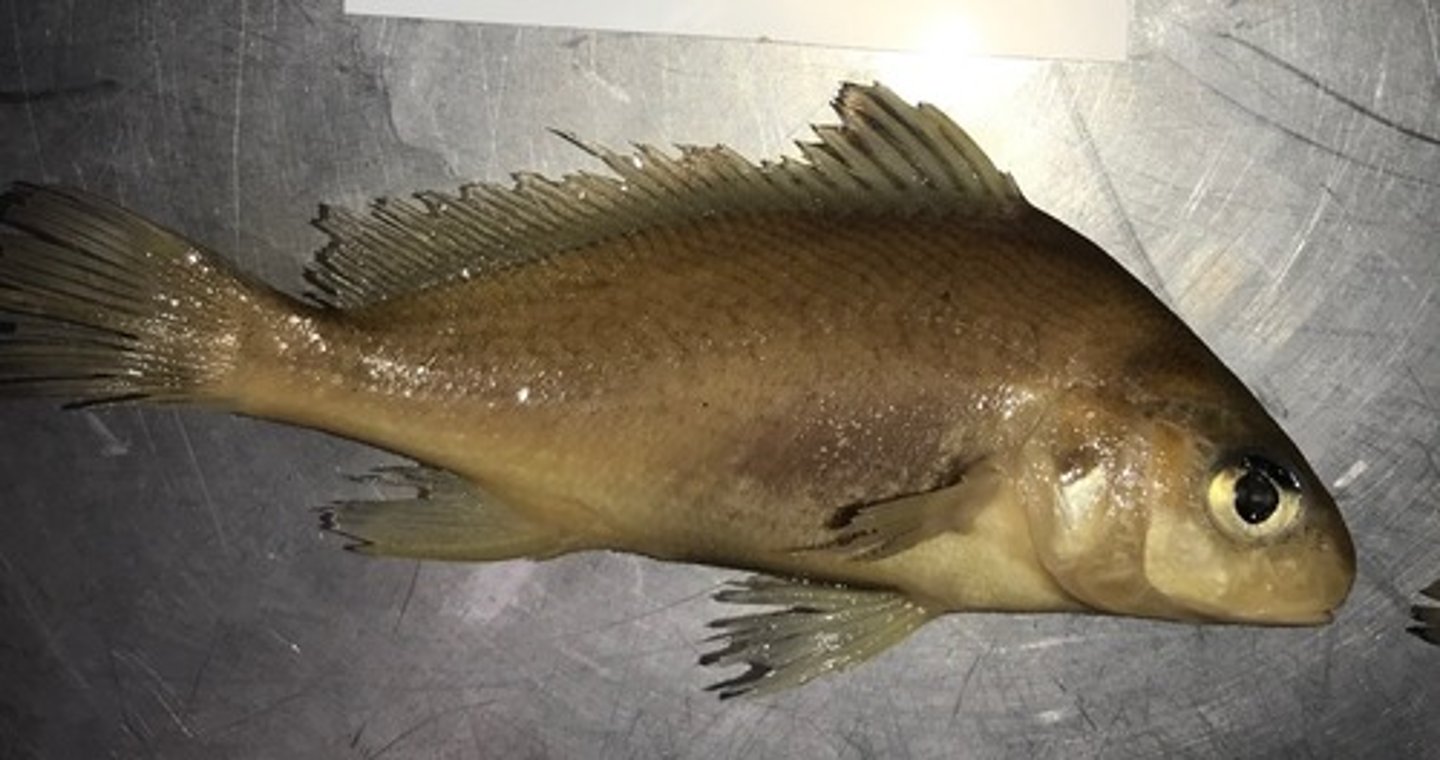 <p>laterally flattened; tall thin body shape allows fish to enter vertical crevices and for quick bursts of speed and quick turns</p>