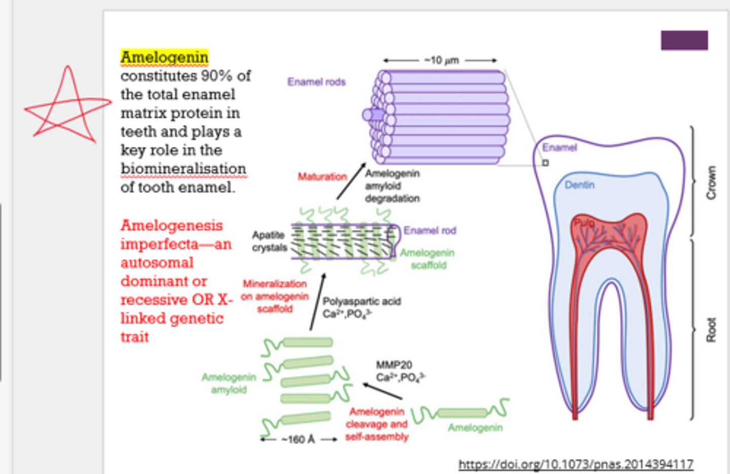 <p>defective enamel formation due to autosomal dominant or recessive OR X-linked genetic trait</p>