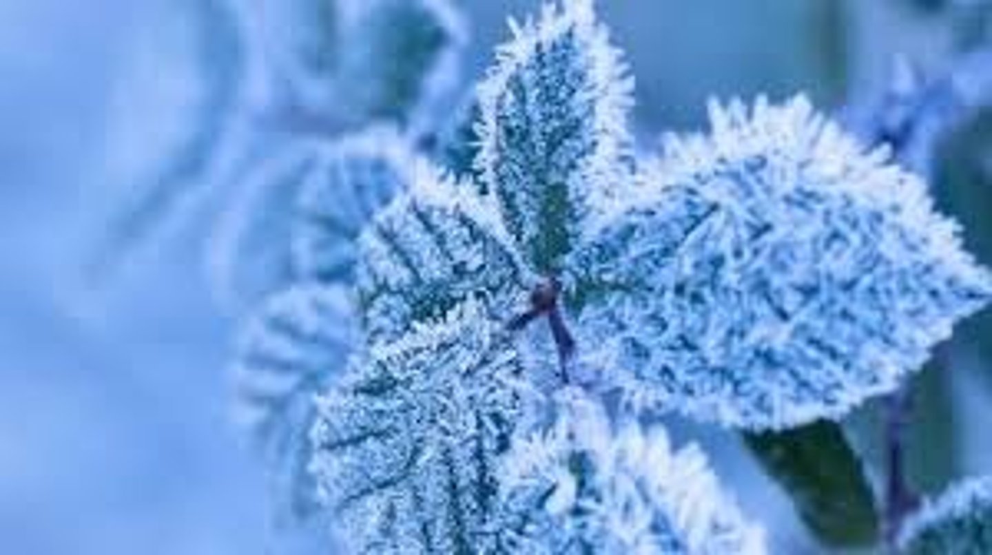 <p>frost (096)</p>
