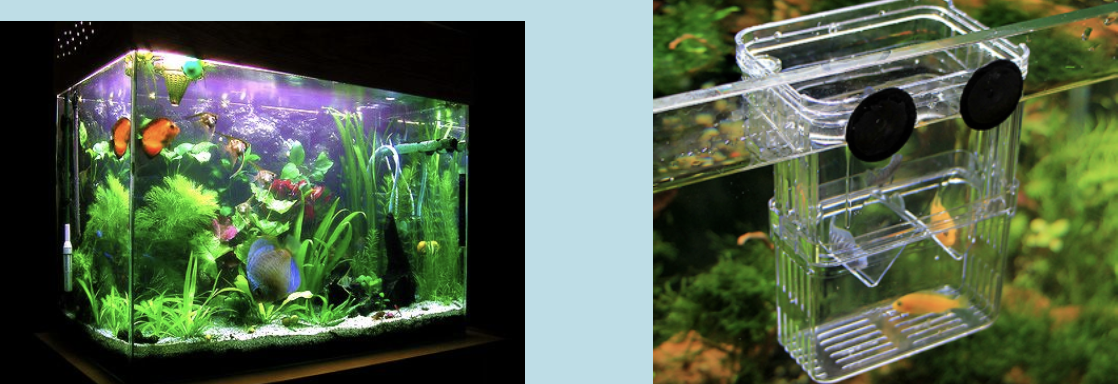 <ol><li><p>Reduce the light – encourage spawning and increases the number of eggs produced.</p></li><li><p>Have very dense plants – adults have difficulty swimming among plants to find eggs and fry.</p></li><li><p>Put glass marbles on the floor of the aquarium (couple of layers), eggs will settle between marbles and adults cannot get to them.</p></li><li><p>Use a spawning tank</p></li></ol>