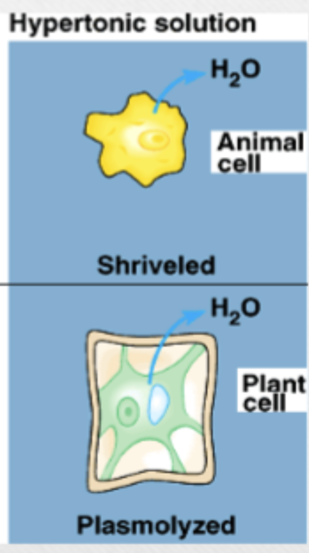 <p>higher osmolarity (higher solute particle, lower water) in extracellular fluid vs cytoplasm </p>