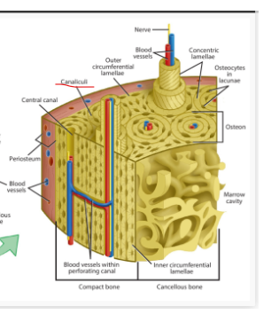 <p><span>Canaliculi containing the processes of</span><br><span>osteocytes are generally arranged in a radial</span><br><span>pattern with respect to the Haversian canal. This system of</span><br><span>canaliculi serves for the passage of substances</span><br><span>between osteocytes and blood vessels.</span></p>