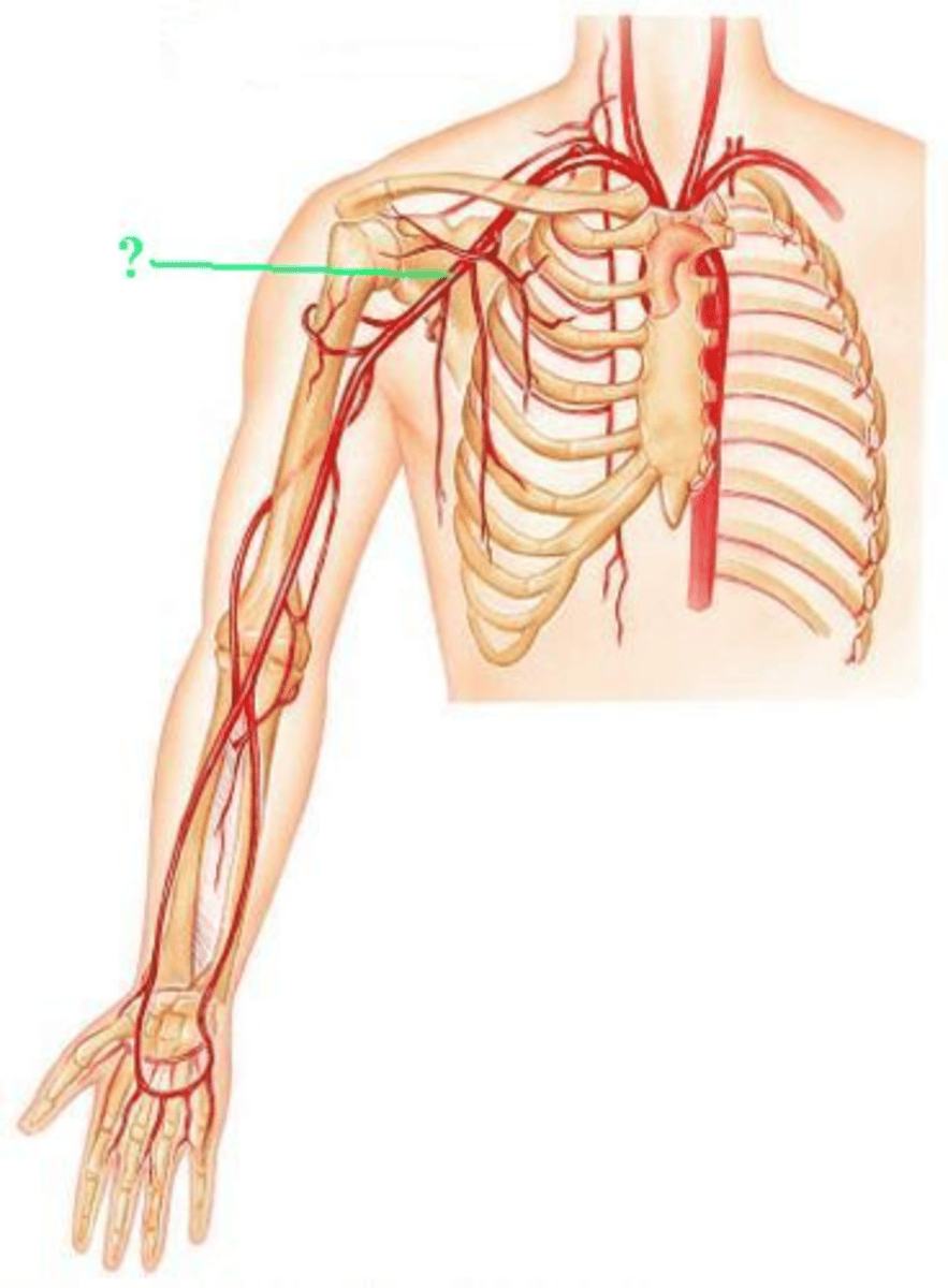 <p>Identify the indicated blood vessel.</p>