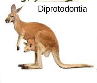 <p>syndactili/double claw to climb or groom themselves</p>