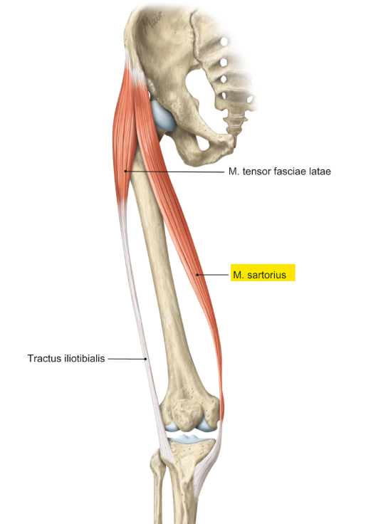 <p>m. sartorius</p><p>loopt van het bekken naar de tibia</p><p>functie = flexie, exorotatie en abductie in de heup &amp; flexie en endorotatie in de knie —&gt; kleermakerszitspier</p>