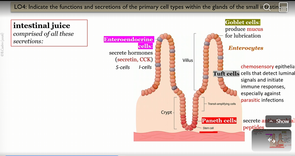 <p>secretin, CCK, mucus, antimicrobial peptides</p>