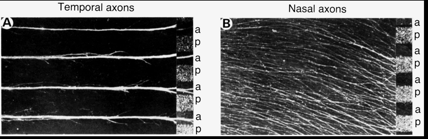 <ol><li><p><strong>Temporal retinal axons→ </strong>prefer <strong>Anterior temporal membranes</strong></p></li><li><p><strong>Nasal retinal axons</strong>→ <strong>no preference</strong></p></li></ol><p></p>