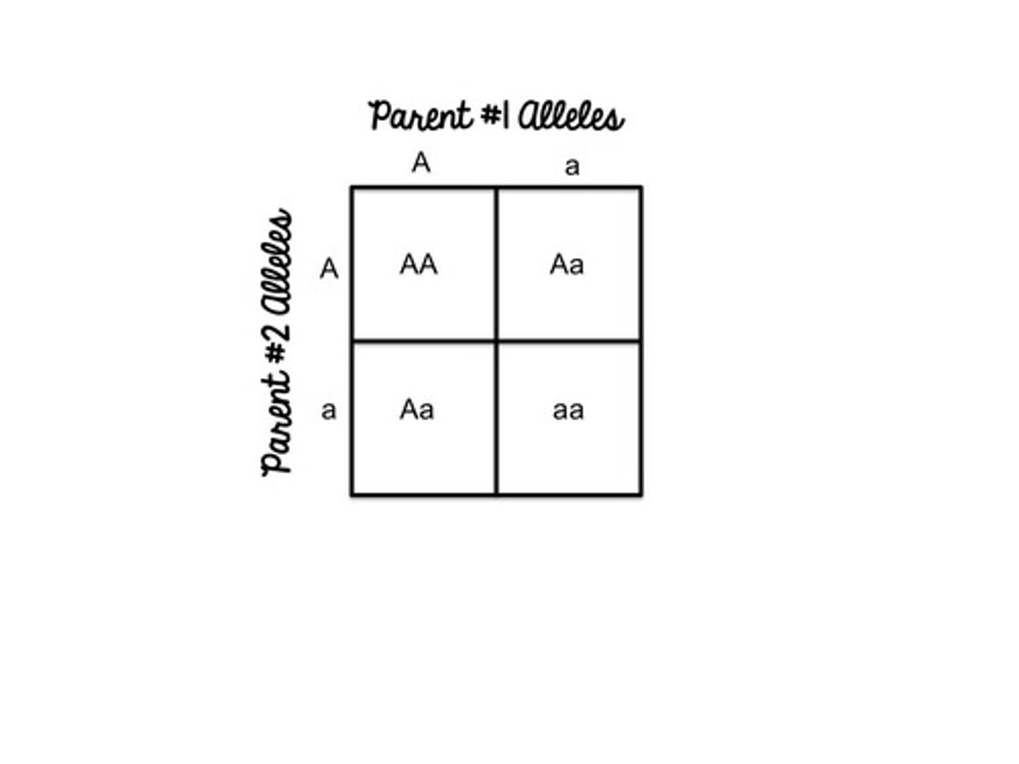 <p>a diagram that shows the probability of inheriting traits from parents with certain genes.</p>