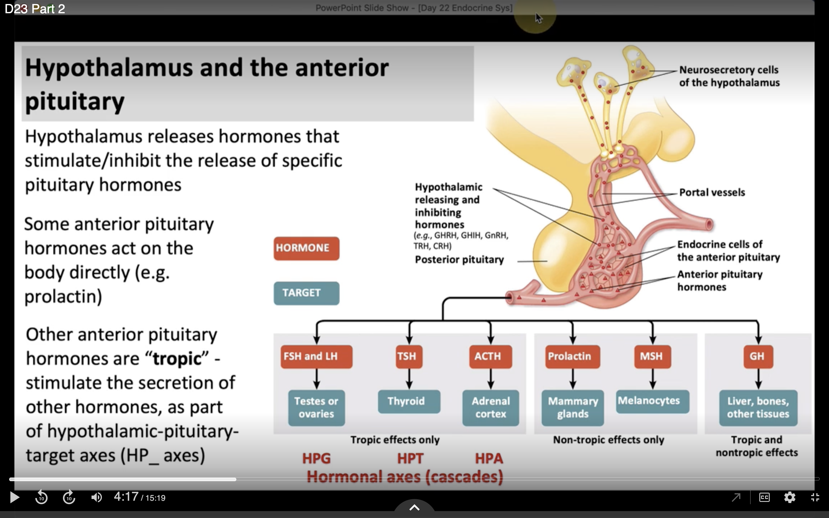 <p></p><p><span>The hypothalamus releases hormones that stimulate the hypothalamus and inhibit the release of specific pituitary hormones. Some of these hormones act on the body directly. Other hormones are going to be involved in a cascade of signaling among different endocrine organs. </span></p><p><span>These hormones are called tropic because they stimulate the secretion of other hormones rather than acting on the body directly.&nbsp;</span></p><p><span>Prolactin is an example of a hormone that acts on the body directly.</span></p><p><br><br></p>
