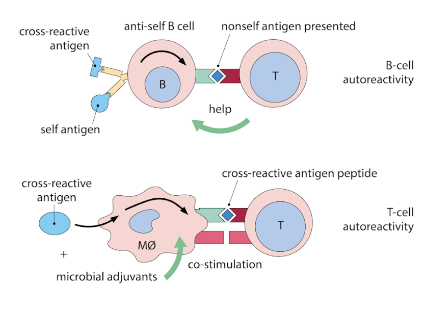 <ul><li><p>during T cell activation or B cell activation</p></li></ul><p></p>