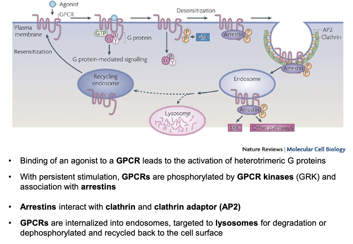 <ul><li><p><strong>GPCRs are not permanently present</strong> on the membrane; they undergo dynamic regulation</p></li><li><p><strong>Agonist binding</strong> (e.g., ADH) → activates <strong>G-protein signaling</strong></p></li><li><p><strong>Persistent stimulation</strong> → receptor <strong>desensitization</strong></p><ul><li><p>Mediated by <strong>GPCR kinases (GRKs)</strong> → <strong>phosphorylation</strong> of GPCR</p></li><li><p>Phosphorylated GPCR binds to <strong>arrestin</strong></p></li></ul></li><li><p>Arrestin recruits <strong>clathrin</strong> &amp; <strong>AP-2 adaptor protein</strong><br>→ Leads to <strong>endocytosis</strong> of GPCR into an <strong>endosome</strong></p></li><li><p>Endosome fate:</p><ul><li><p><strong>Lysosomal degradation</strong> (receptor destruction)</p></li><li><p><strong>Dephosphorylation &amp; recycling</strong> back to <strong>basolateral membrane</strong></p></li></ul></li><li><p><strong>Net effect</strong>:</p><ul><li><p>Controls <strong>sensitivity</strong> of cells to ADH</p></li><li><p>Regulates <strong>intensity and duration</strong> of water reabsorption response</p></li></ul></li></ul><p></p>