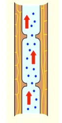 <p>Capillary Action</p>