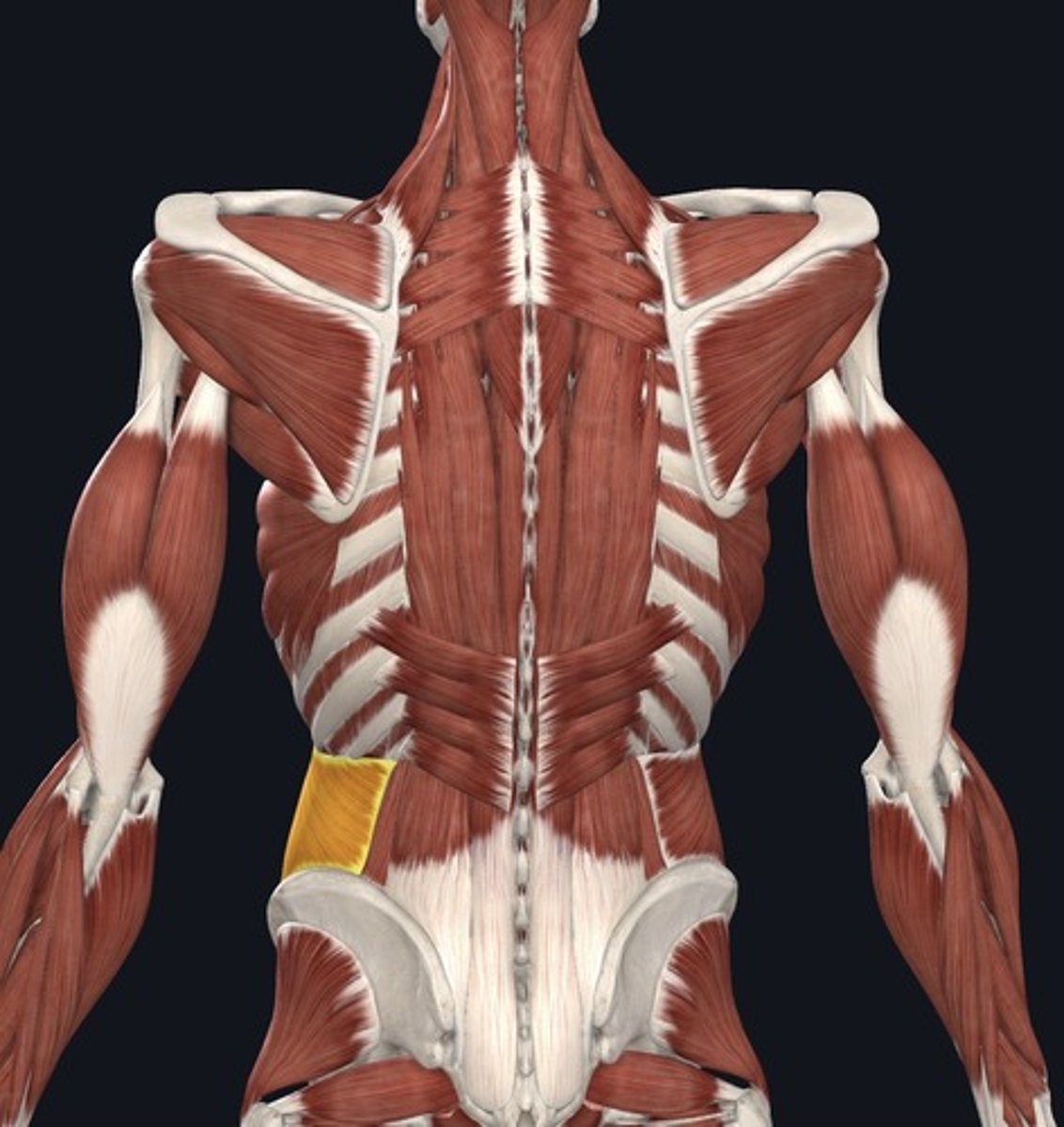 <p>Origin: </p><p>thoracolumbar fascia; inguinal ligament; iliac crest</p><p>Insertion:</p><p>inferior surfaces of ribs 7-12 ; linea alba; pubis </p><p>Action:</p><p>depresses ribs; flexes and laterally rotates vertebral column to the same side </p>
