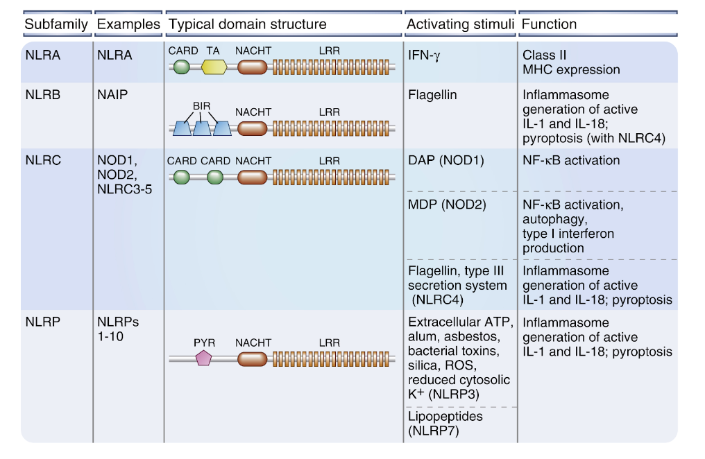 <p><strong>Cytosoliska receptorer</strong> som binder till DAMPs eller PAMPs. Vid aktivering kommer de rekrytera andra proteiner för att bilda ett signalkomplex som initierar ett inflammatorisk svar:</p><ol><li><p><strong>NOD-domän</strong> kommer oligomerisera flera NODs. </p></li><li><p><strong>CARD-effekt-domänen </strong>rekryterar proteinkinaset RIP2. Deta komplex kallas en <strong>nod-signalosom</strong>. </p></li><li><p><strong>NF-κB </strong>aktiveras av RIP2. </p></li></ol>