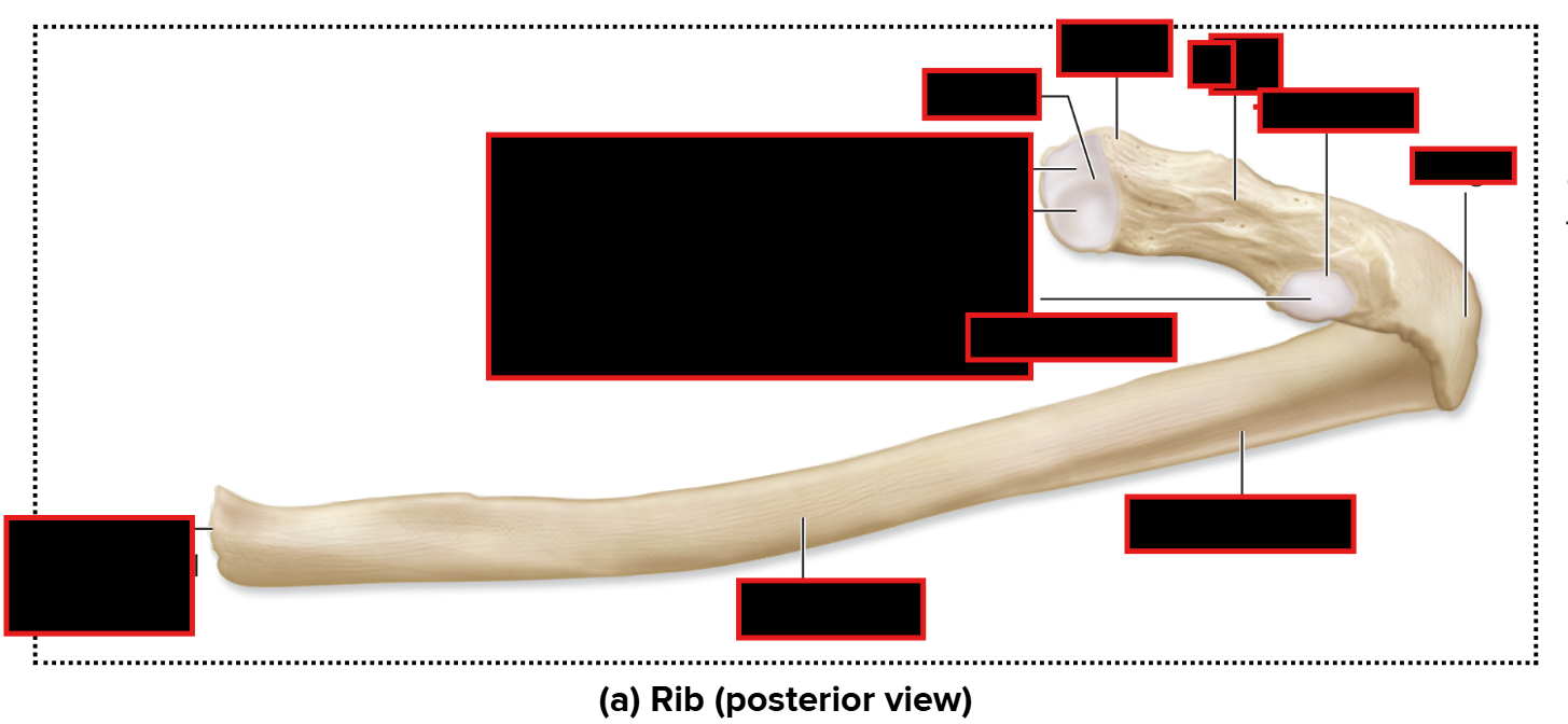 <p>Find the shaft of rib</p>