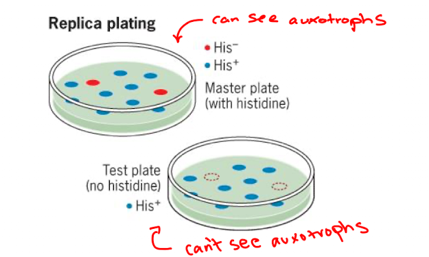 <p>plate onto permissive medium</p><ul><li><p>take colonies from master plate and restreak them onto medium without component (colonies that can’t grow on new medium are auxotrophs)</p></li></ul><p></p>