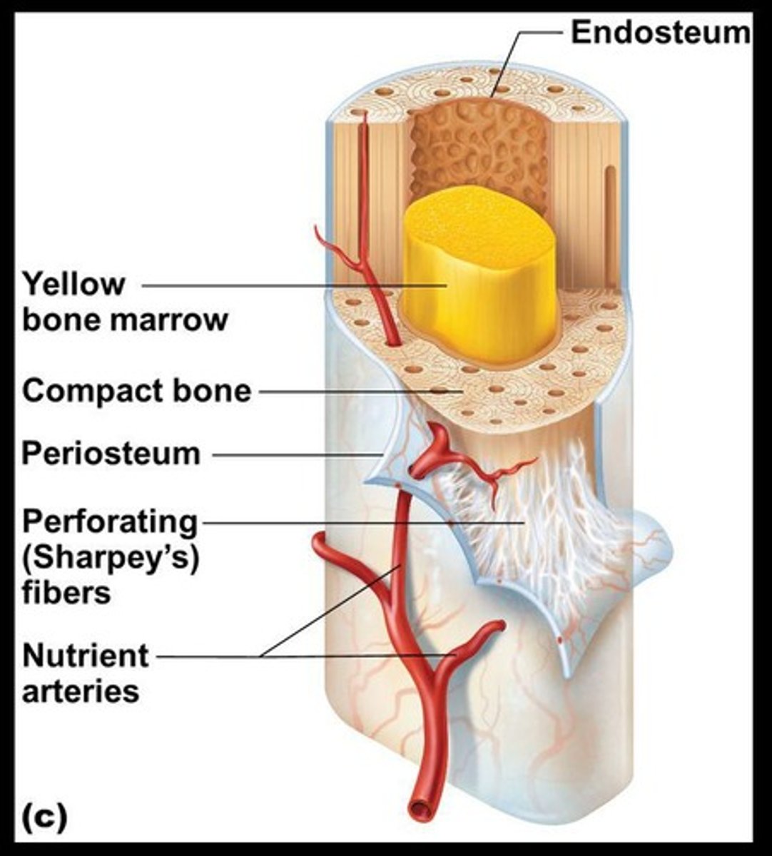 <p>Makes up most of the bone's length and is composed of compact bone.</p>