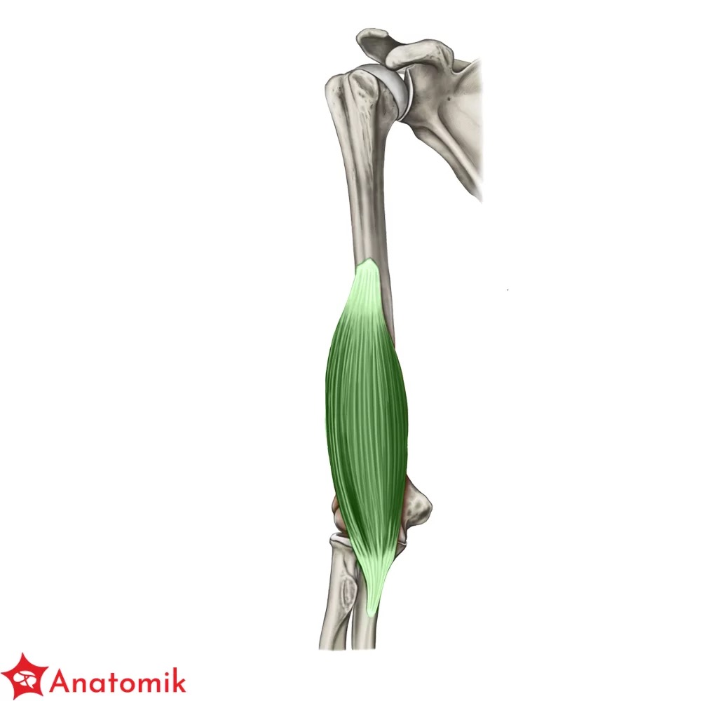 <p>m ramienny m brachialis </p>
