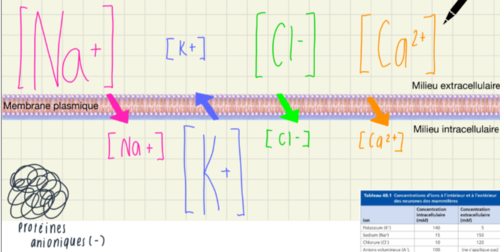 - les 3 trois mousquetaires produisent toujours un débalancement de 1 alors c'est pour contrer ces valeurs
- protéines anioniques (-1) dans la membrane
